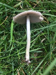 Candolleomyces candolleanus