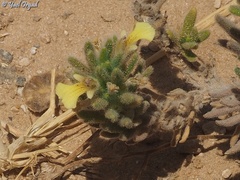 Ajuga iva