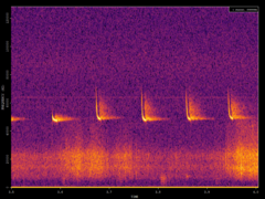 Pipistrellus pipistrellus