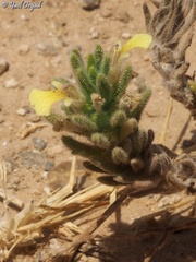 Ajuga iva