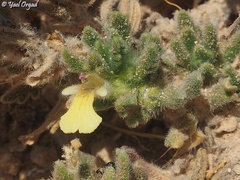 Ajuga iva