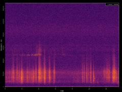 Pipistrellus pipistrellus