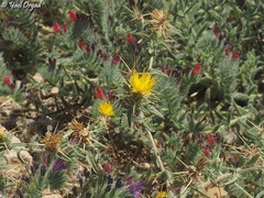 Centaurea procurrens