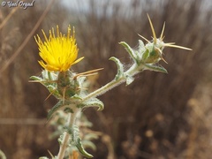 Centaurea procurrens