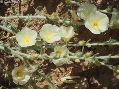 Convolvulus secundus
