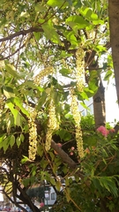 Prunus serotina capuli