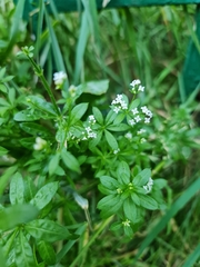 Galium pseudorivale