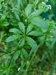 Galium pseudorivale
