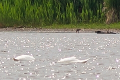 Limosa limosa