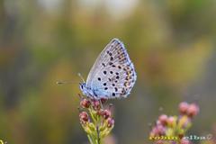 Plebejus bellieri villai