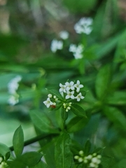 Galium pseudorivale
