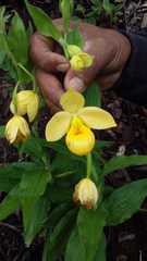 Cypripedium molle