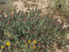 Echium angustifolium