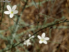 Gypsophila capillaris
