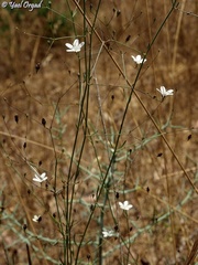 Gypsophila capillaris