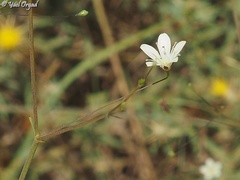 Gypsophila capillaris