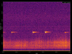 Pipistrellus pipistrellus