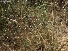 Gypsophila capillaris
