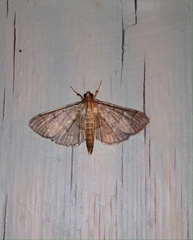 Pilocrocis ramentalis