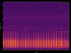 Pipistrellus pipistrellus