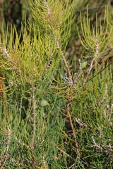 Persoonia saccata