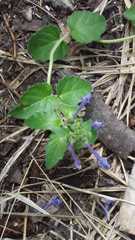 Scutellaria dumetorum