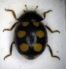 Propylea quatuordecimpunctata