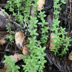 Galium californicum