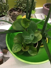 Peperomia