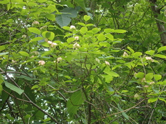 Staphylea colchica