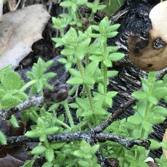 Galium californicum