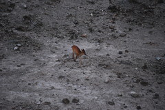 Muntiacus atherodes