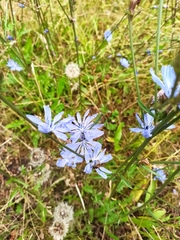 Cichorium intybus