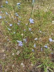 Cichorium intybus