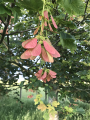 Acer tataricum