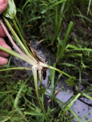 Sagittaria rigida