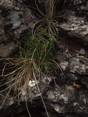 Silene saxifraga