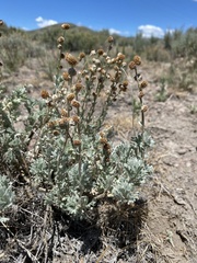 Artemisia papposa