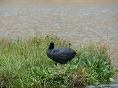 Fulica ardesiaca