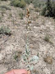 Artemisia papposa