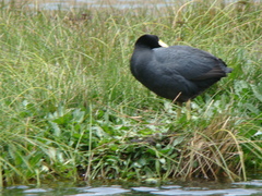 Fulica ardesiaca