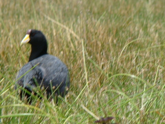 Fulica ardesiaca