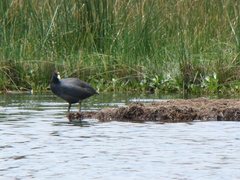 Fulica ardesiaca