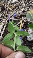 Scutellaria dumetorum