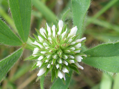 Trifolium squamosum