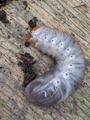 Xyloryctes jamaicensis