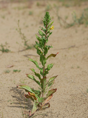 Oenothera rubricaulis