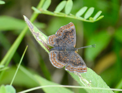 Calephelis borealis