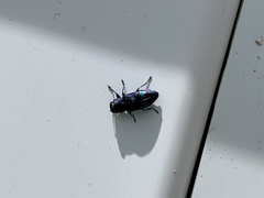 Chrysobothris chlorocephala