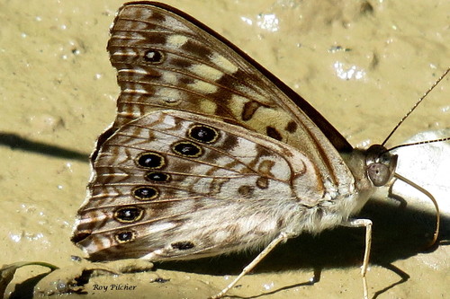 Hackberry Emperor, Carver Street, Brandon, VT, USA, photo 10 of 10